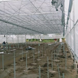 thi-cong-1500m2-trong-thuy-canh-tai-can-giuoc-long-an-16