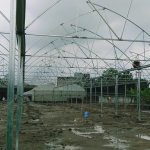 thi-cong-1500m2-trong-thuy-canh-tai-can-giuoc-long-an-6