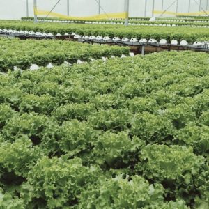 thi-cong-2000m2-cat-nang-va-he-thong-thuy-canh-tai-tan-an-long-an-1