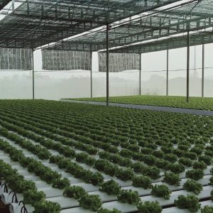 thi-cong-2000m2-cat-nang-va-he-thong-thuy-canh-tai-tan-an-long-an-10