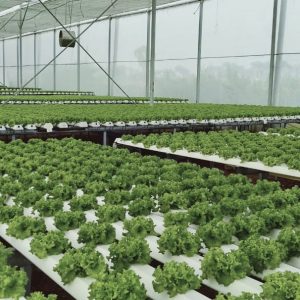 thi-cong-2000m2-cat-nang-va-he-thong-thuy-canh-tai-tan-an-long-an-11