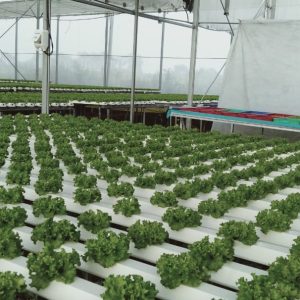 thi-cong-2000m2-cat-nang-va-he-thong-thuy-canh-tai-tan-an-long-an-12