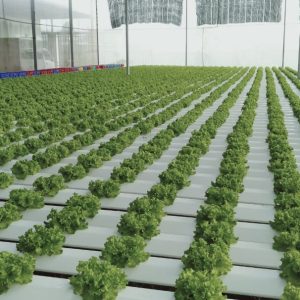 thi-cong-2000m2-cat-nang-va-he-thong-thuy-canh-tai-tan-an-long-an-13