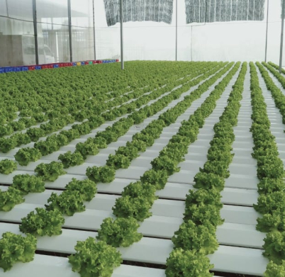 thi-cong-2000m2-cat-nang-va-he-thong-thuy-canh-tai-tan-an-long-an-13