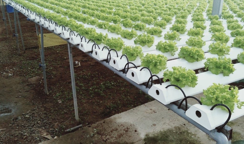 Nhà cắt nắng và hệ thống thủy canh 2.000 m² tại Tân An, Long An