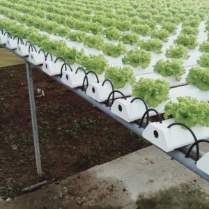 thi-cong-2000m2-cat-nang-va-he-thong-thuy-canh-tai-tan-an-long-an-14