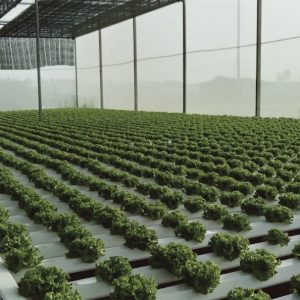 thi-cong-2000m2-cat-nang-va-he-thong-thuy-canh-tai-tan-an-long-an-16