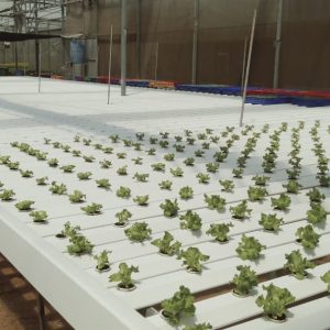 thi-cong-2000m2-cat-nang-va-he-thong-thuy-canh-tai-tan-an-long-an-17