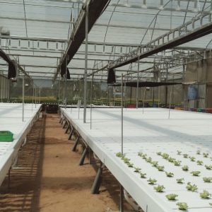 thi-cong-2000m2-cat-nang-va-he-thong-thuy-canh-tai-tan-an-long-an-19