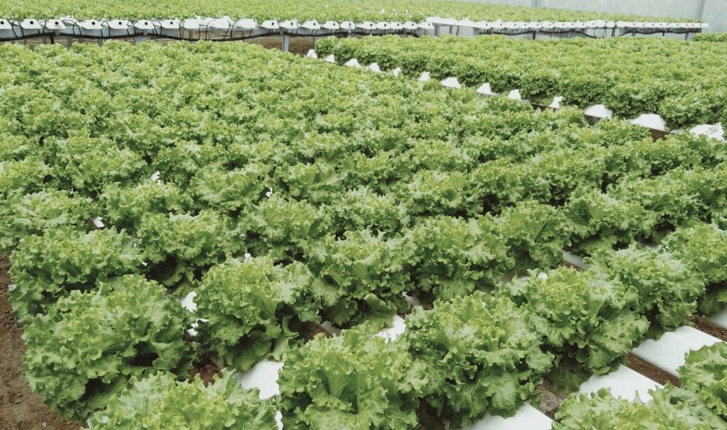 Thi công 2.000 m² cắt nắng và hệ thống thủy canh tại Tân An, Long An