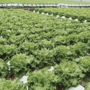 thi-cong-2000m2-cat-nang-va-he-thong-thuy-canh-tai-tan-an-long-an-2