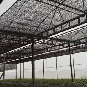 thi-cong-2000m2-cat-nang-va-he-thong-thuy-canh-tai-tan-an-long-an-3