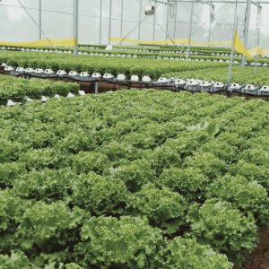 thi-cong-2000m2-cat-nang-va-he-thong-thuy-canh-tai-tan-an-long-an-4