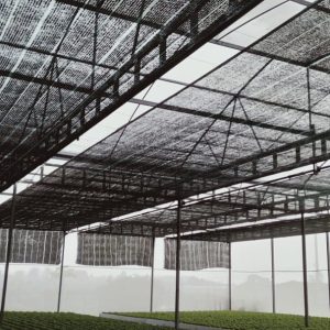 thi-cong-2000m2-cat-nang-va-he-thong-thuy-canh-tai-tan-an-long-an-5