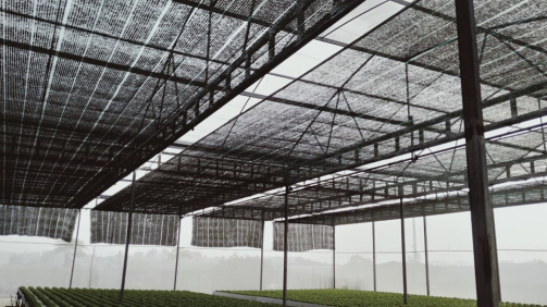 thi-cong-2000m2-cat-nang-va-he-thong-thuy-canh-tai-tan-an-long-an-5