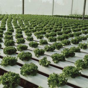 thi-cong-2000m2-cat-nang-va-he-thong-thuy-canh-tai-tan-an-long-an-6