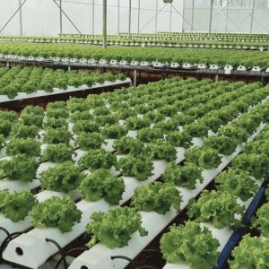 thi-cong-2000m2-cat-nang-va-he-thong-thuy-canh-tai-tan-an-long-an-7