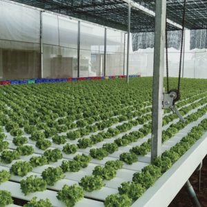 thi-cong-2000m2-cat-nang-va-he-thong-thuy-canh-tai-tan-an-long-an-8