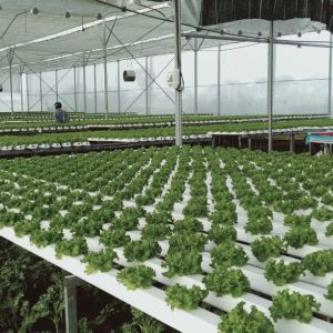 thi-cong-2000m2-cat-nang-va-he-thong-thuy-canh-tai-tan-an-long-an-9