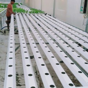 thi-cong-500m2-trong-thuy-canh-tai-duc-hoa-long-an-11