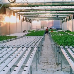 thi-cong-500m2-trong-thuy-canh-tai-duc-hoa-long-an-5