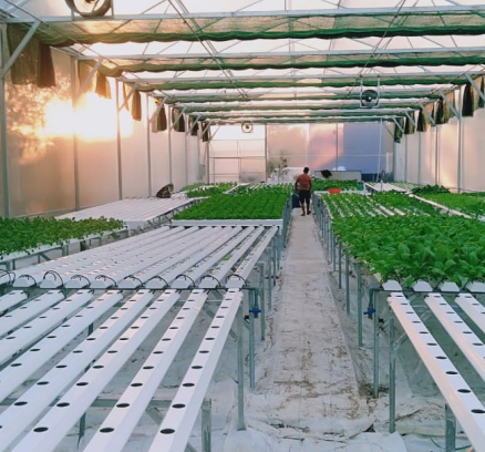 thi-cong-500m2-trong-thuy-canh-tai-duc-hoa-long-an-5