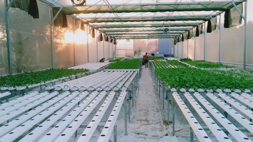 thi-cong-500m2-trong-thuy-canh-tai-duc-hoa-long-an-5