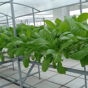 thi-cong-500m2-trong-tren-san-thuong-cho-so-khcn-tinh-long-an-11