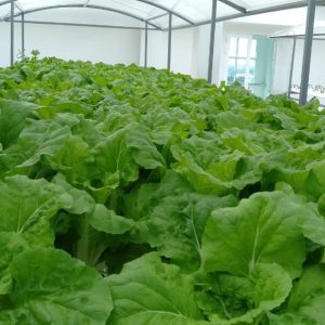 thi-cong-500m2-trong-tren-san-thuong-cho-so-khcn-tinh-long-an-12