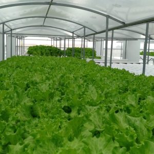 thi-cong-500m2-trong-tren-san-thuong-cho-so-khcn-tinh-long-an-14