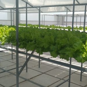 thi-cong-500m2-trong-tren-san-thuong-cho-so-khcn-tinh-long-an-16