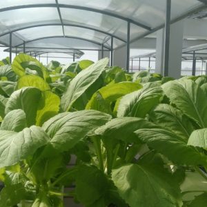 thi-cong-500m2-trong-tren-san-thuong-cho-so-khcn-tinh-long-an-20