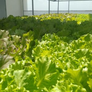 thi-cong-500m2-trong-tren-san-thuong-cho-so-khcn-tinh-long-an-22