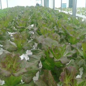 thi-cong-500m2-trong-tren-san-thuong-cho-so-khcn-tinh-long-an-24