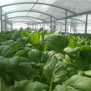 thi-cong-500m2-trong-tren-san-thuong-cho-so-khcn-tinh-long-an-25