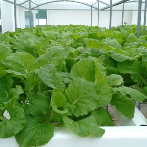 thi-cong-500m2-trong-tren-san-thuong-cho-so-khcn-tinh-long-an-27