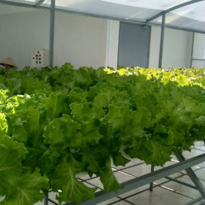 thi-cong-500m2-trong-tren-san-thuong-cho-so-khcn-tinh-long-an-28