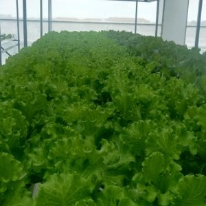 thi-cong-500m2-trong-tren-san-thuong-cho-so-khcn-tinh-long-an-30