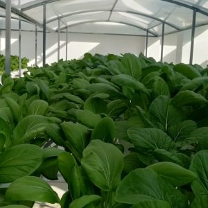 thi-cong-500m2-trong-tren-san-thuong-cho-so-khcn-tinh-long-an-33