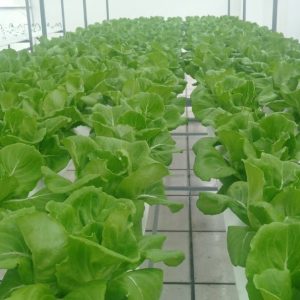 thi-cong-500m2-trong-tren-san-thuong-cho-so-khcn-tinh-long-an-39