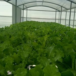 thi-cong-500m2-trong-tren-san-thuong-cho-so-khcn-tinh-long-an-41