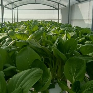 thi-cong-500m2-trong-tren-san-thuong-cho-so-khcn-tinh-long-an-42