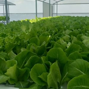 thi-cong-500m2-trong-tren-san-thuong-cho-so-khcn-tinh-long-an-43