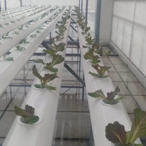 thi-cong-500m2-trong-tren-san-thuong-cho-so-khcn-tinh-long-an-47