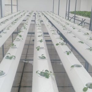 thi-cong-500m2-trong-tren-san-thuong-cho-so-khcn-tinh-long-an-48