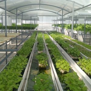 thi-cong-500m2-trong-tren-san-thuong-cho-so-khcn-tinh-long-an-6